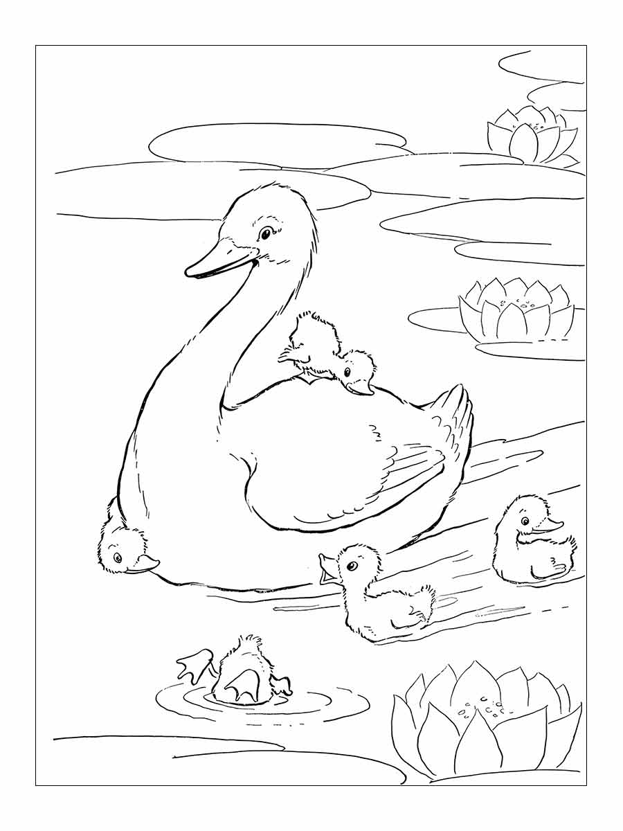 Duck coloring page (4)