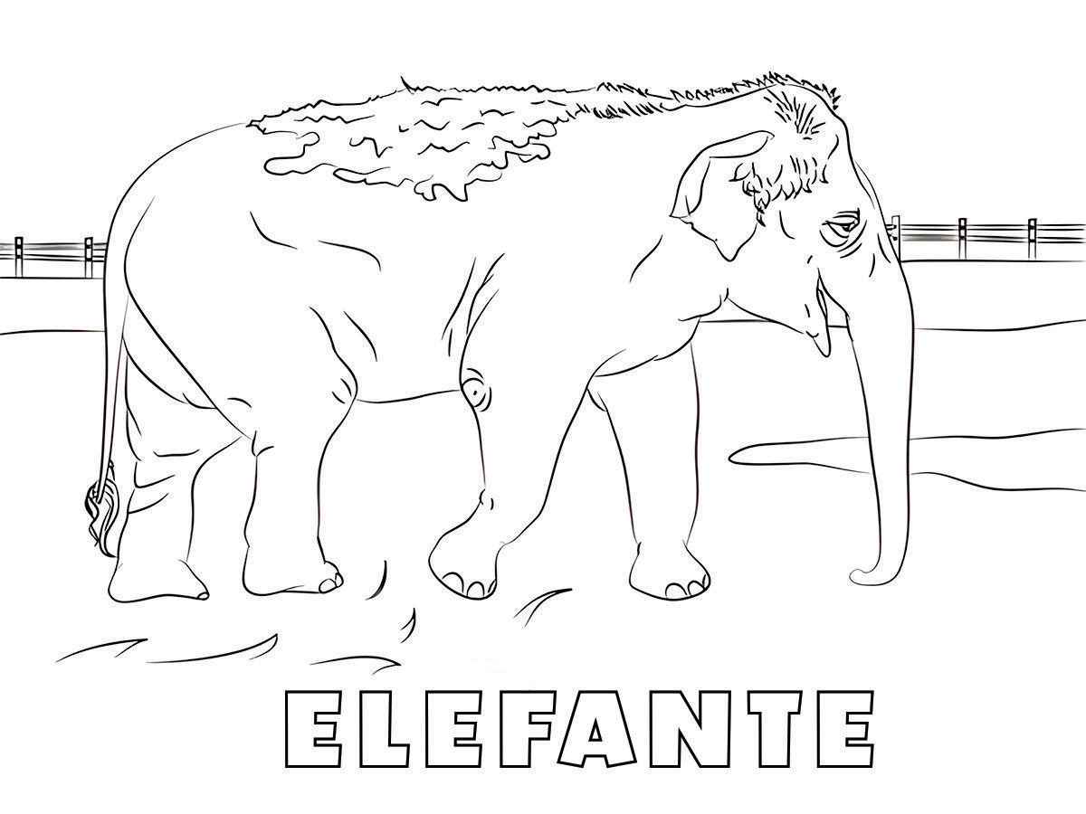 Elephant coloring page (27)