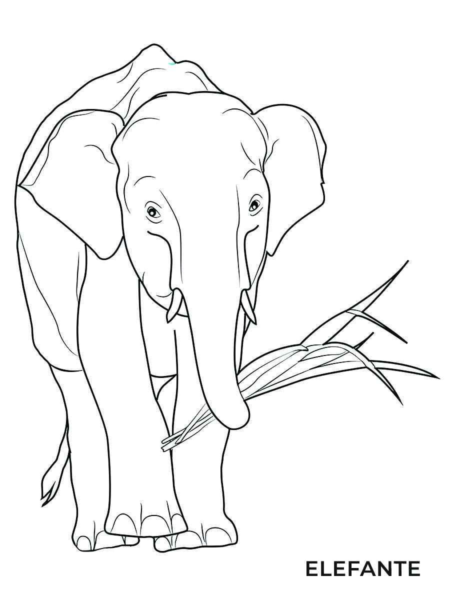 Elephant coloring page (60)