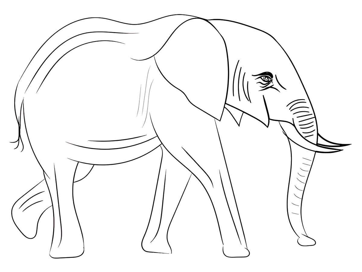 Elephant coloring page (64)