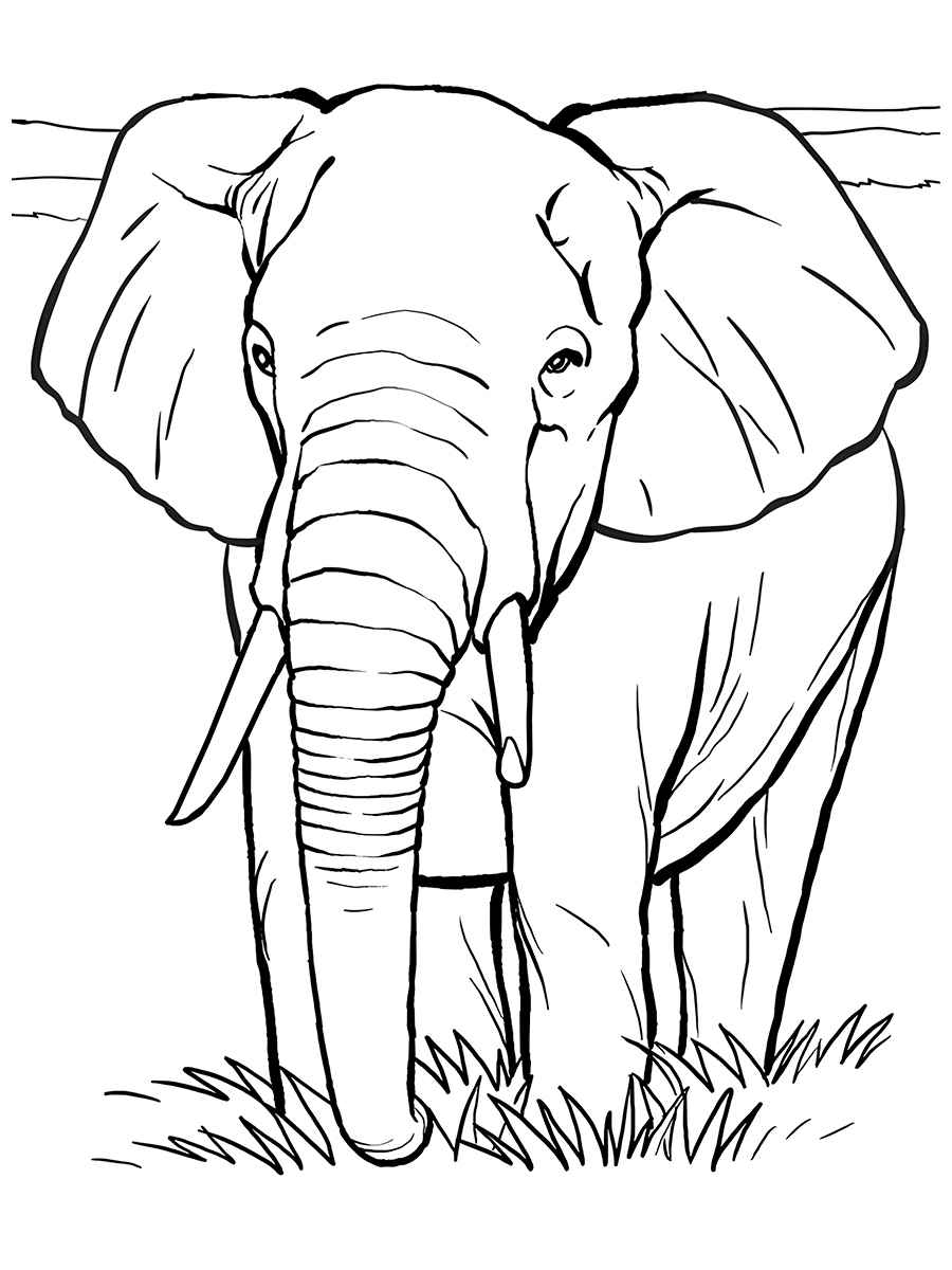 Elephant coloring page (69)