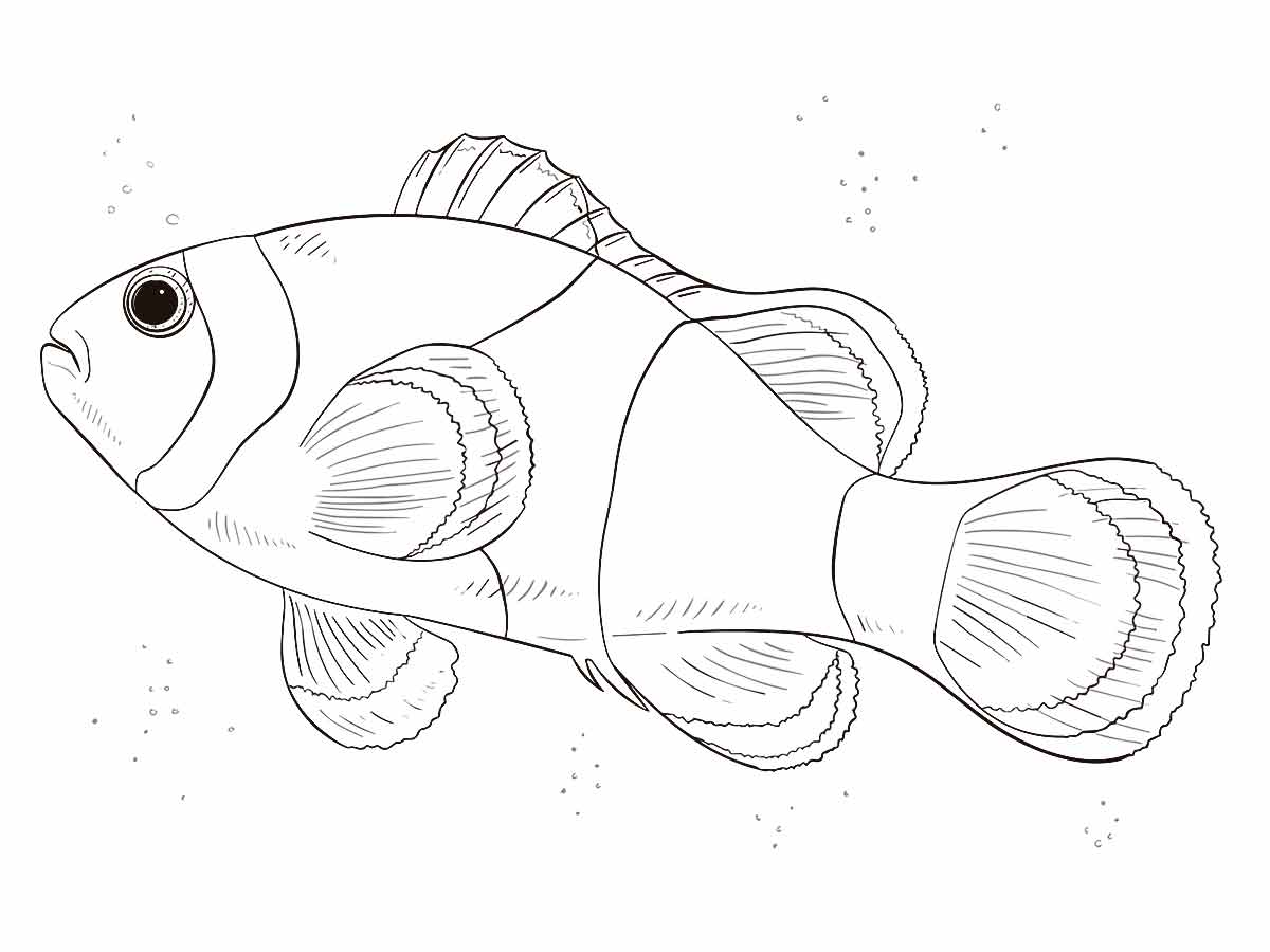 Fish coloring page (14)