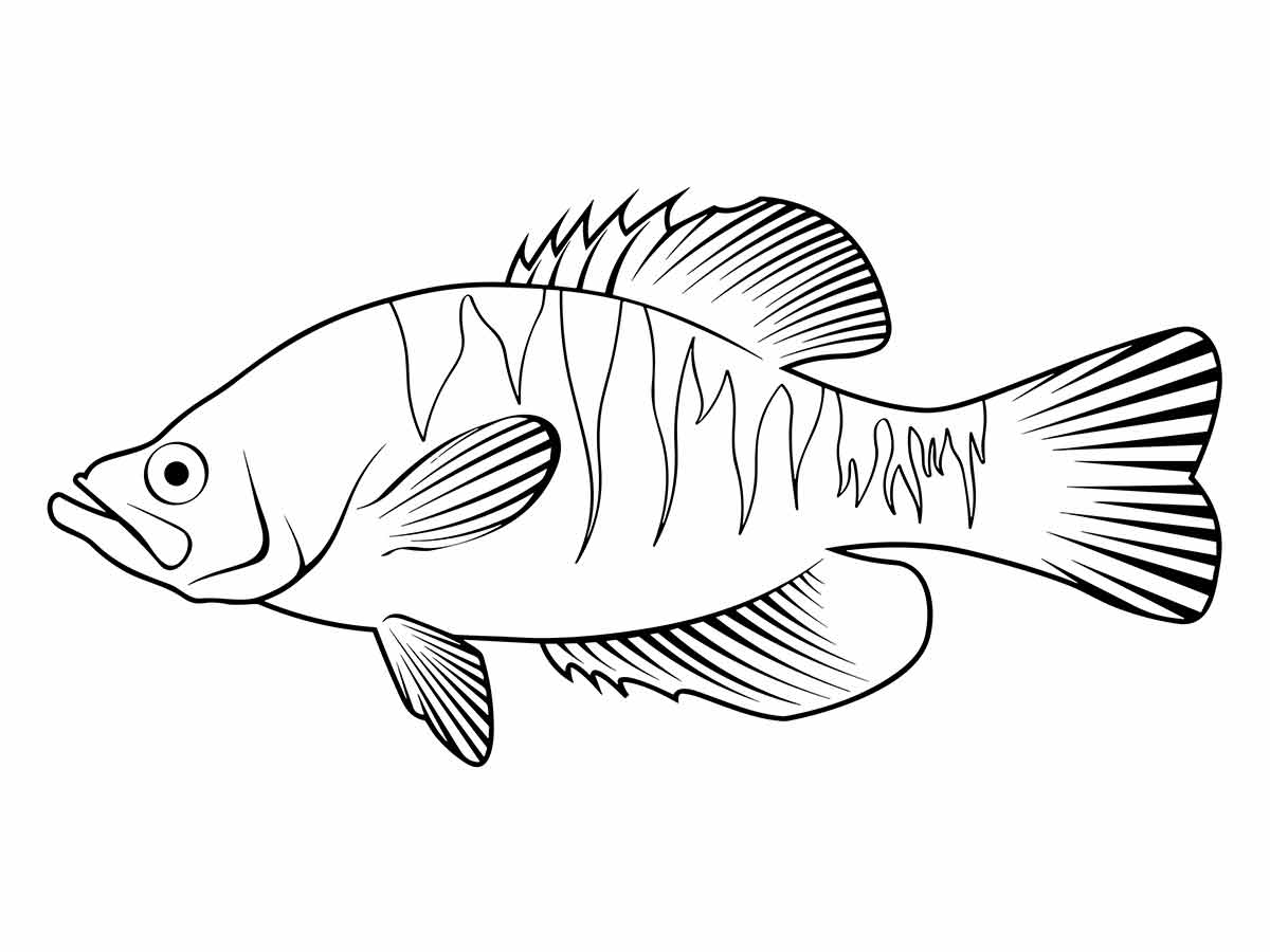 Fish coloring page (25)