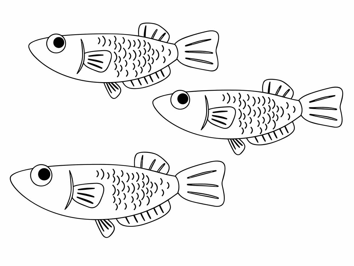 Fish coloring page (51)