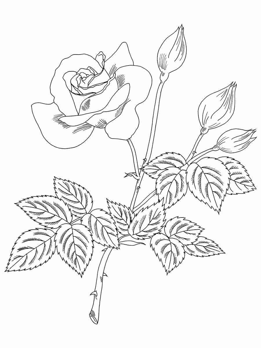 Flowers for kids coloring coloring page (37)