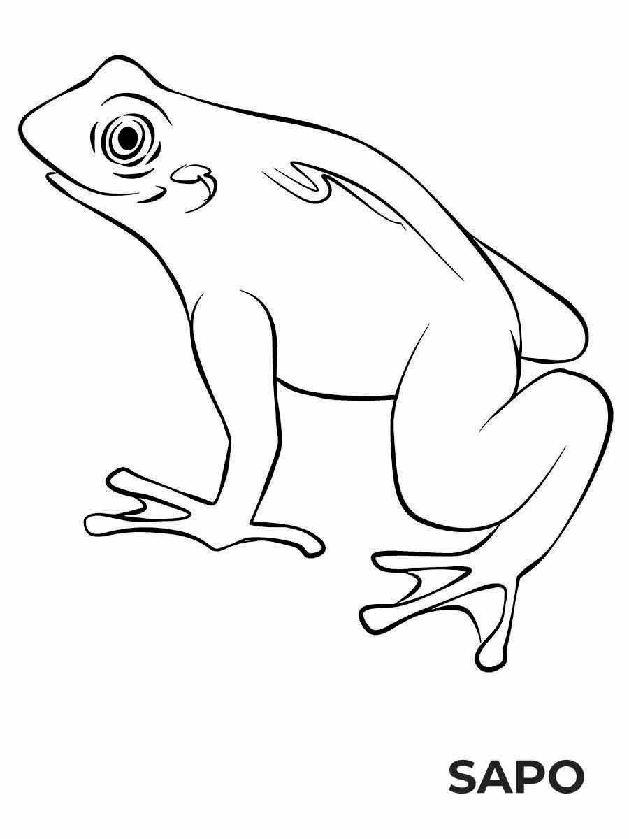 Frog coloring pages (12)