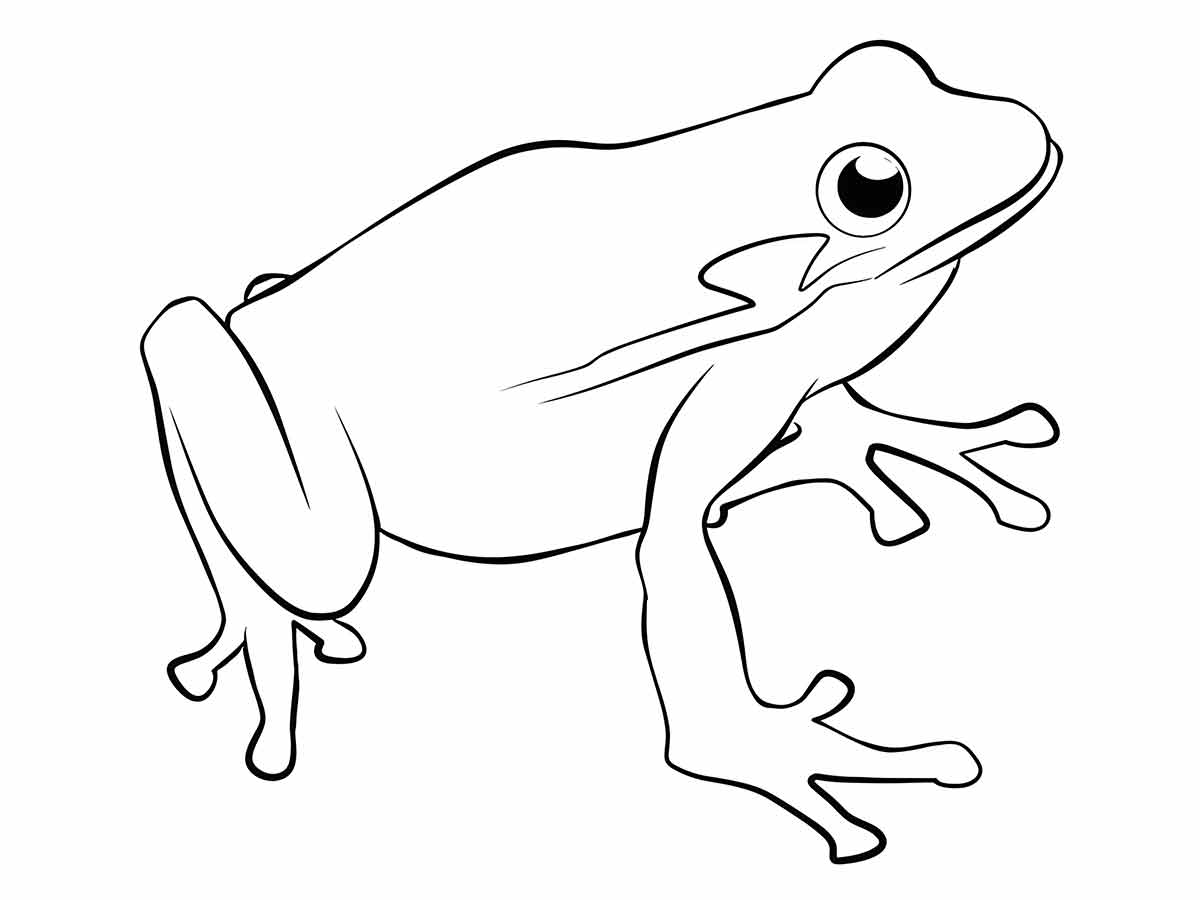 Frog coloring pages (19)