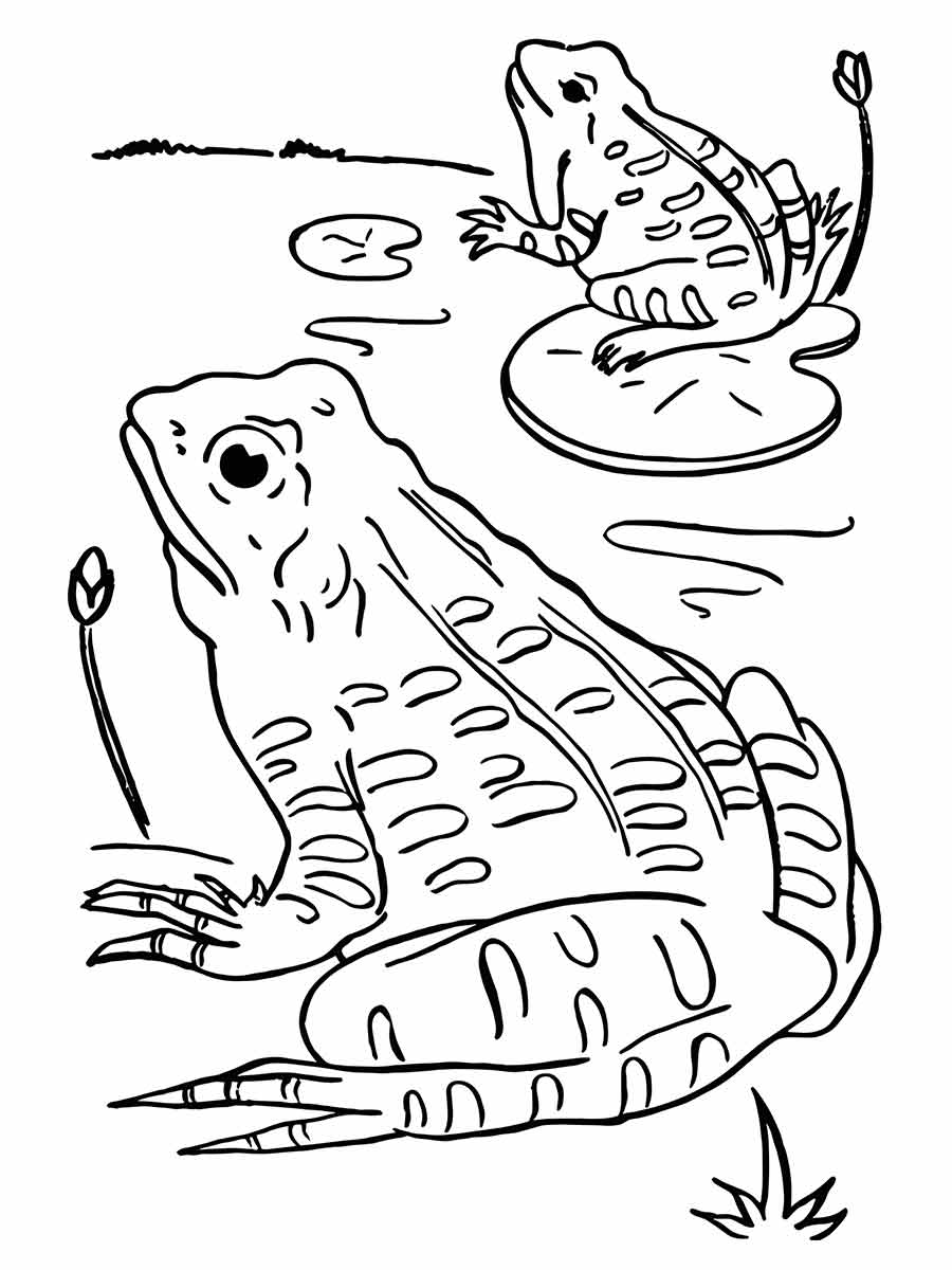 Frog coloring pages (2)