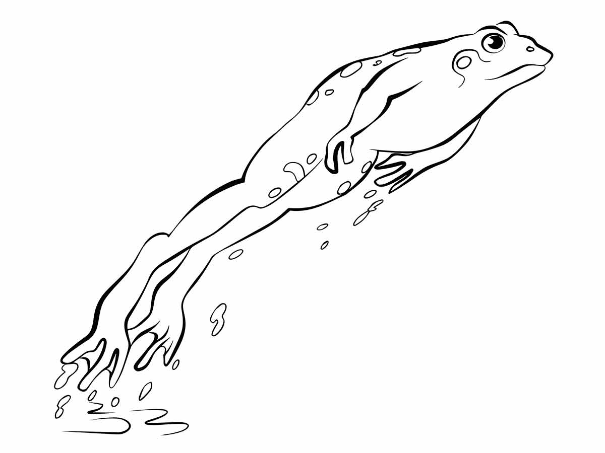 Frog coloring pages (24)