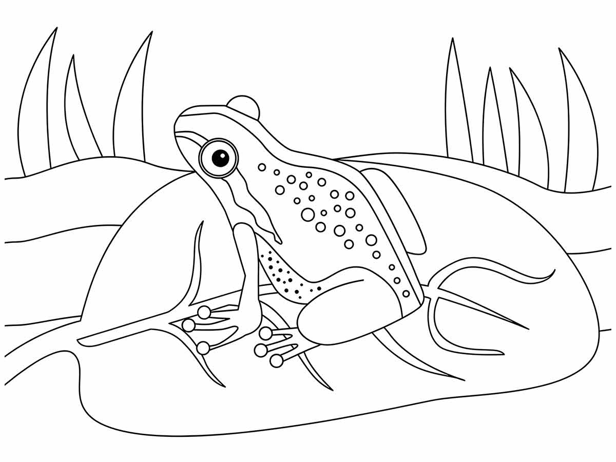 Frog coloring pages (40)