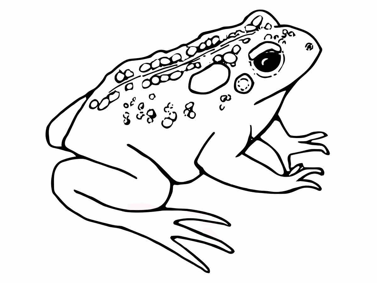 Frog coloring pages (8)