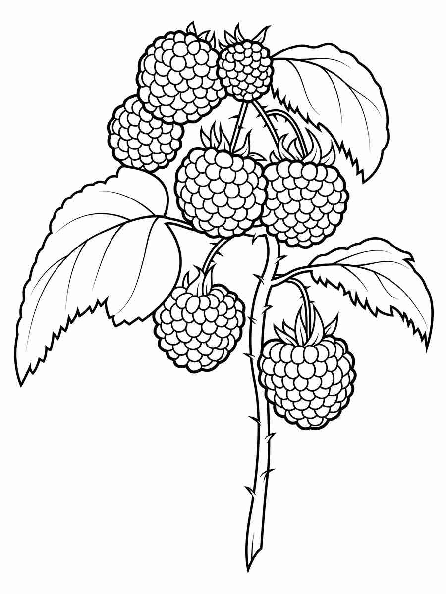 Fruits coloring page (105)