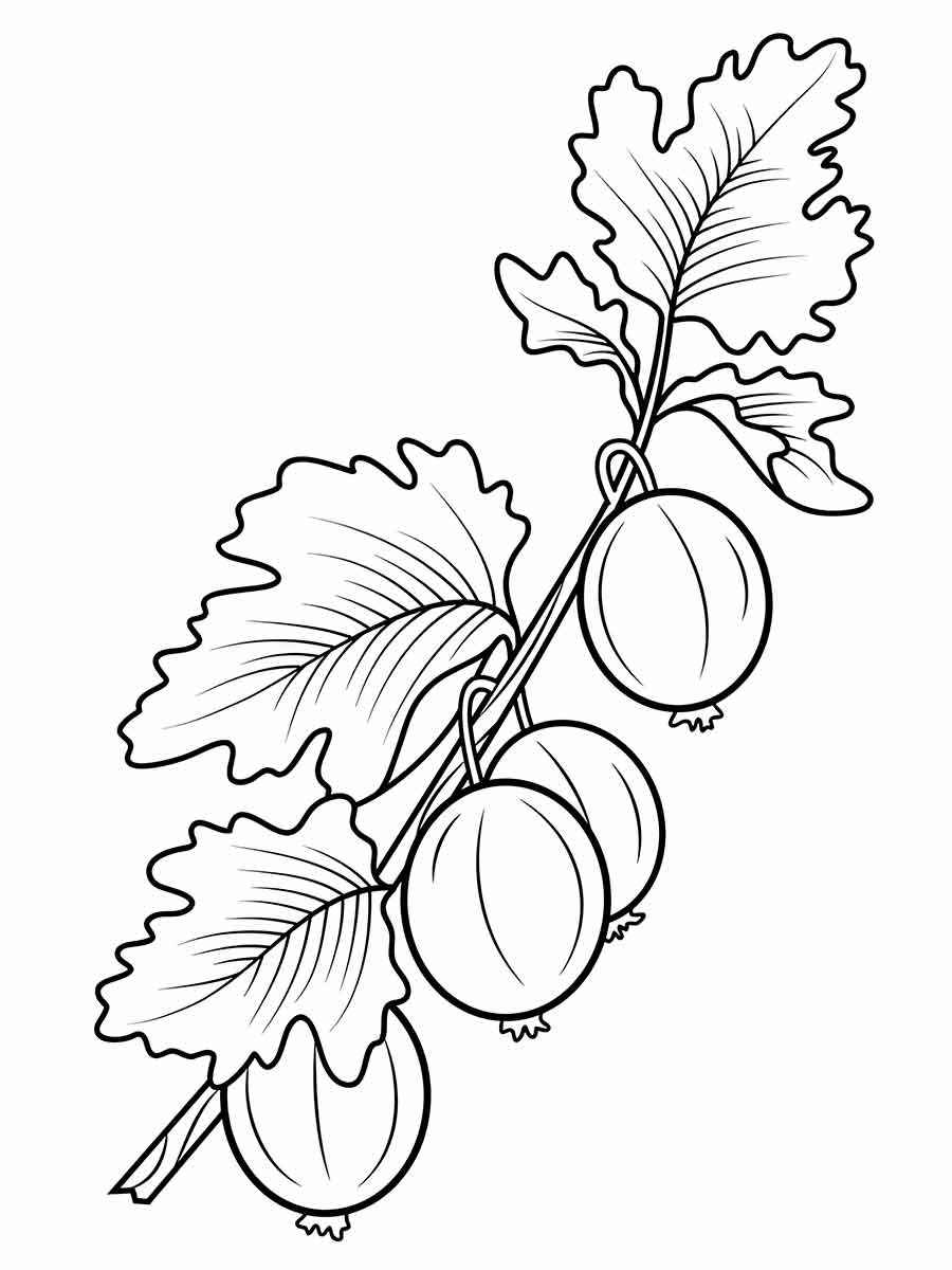 Fruits coloring page (106)