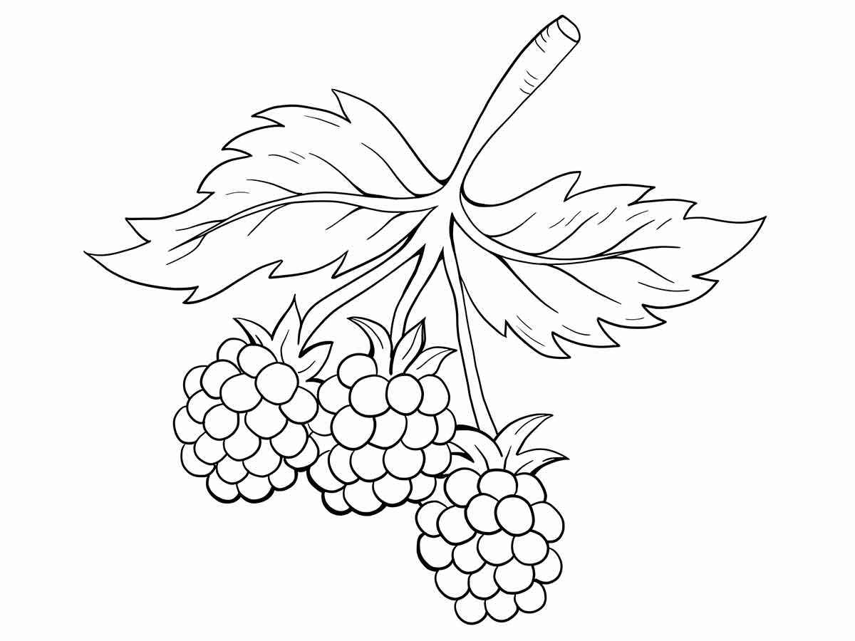 Fruits coloring page (11)