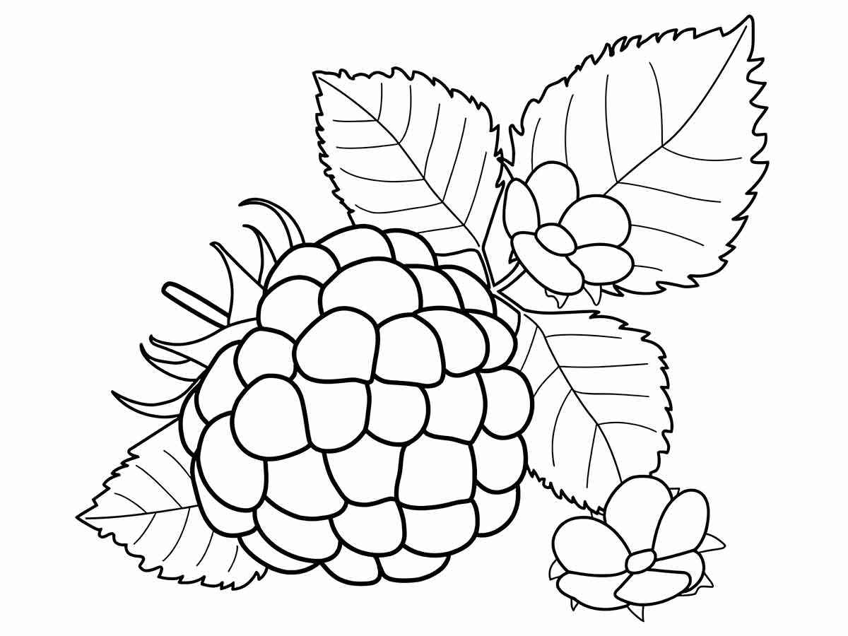 Fruits coloring page (12)