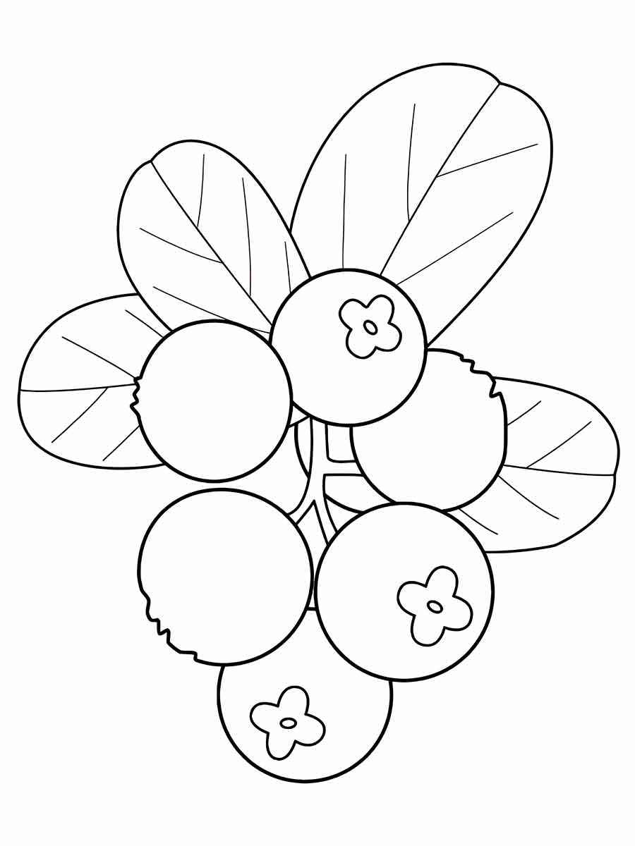 Fruits coloring page (19)