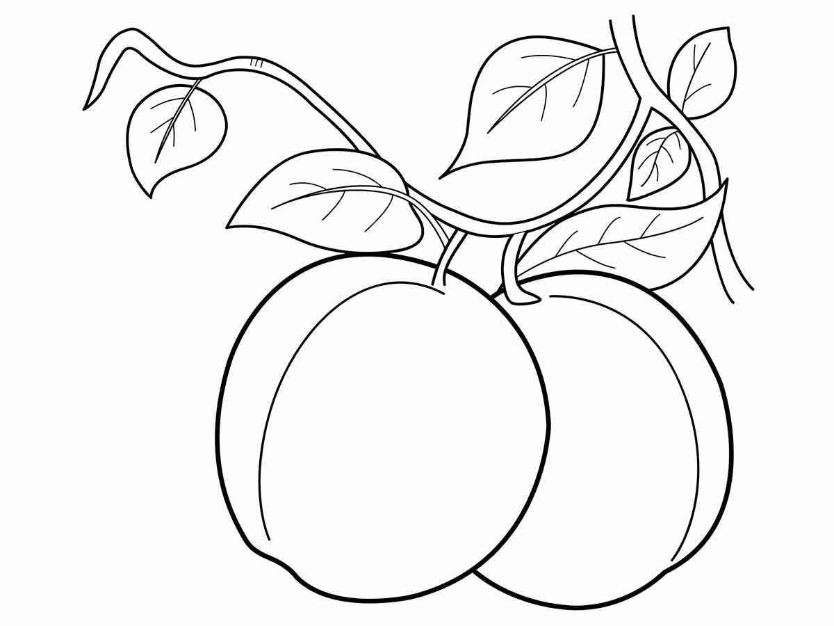 Fruits coloring page (21)