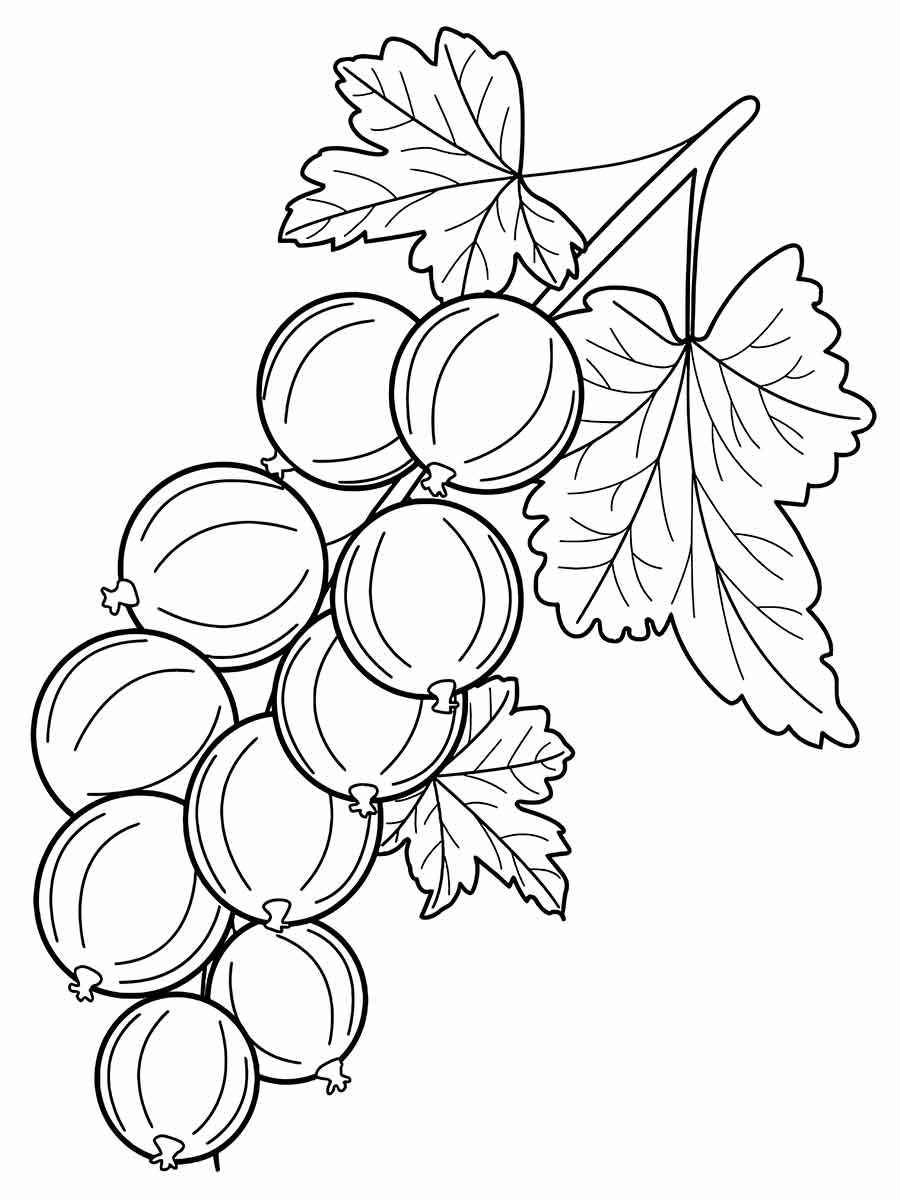 Fruits coloring page (25)