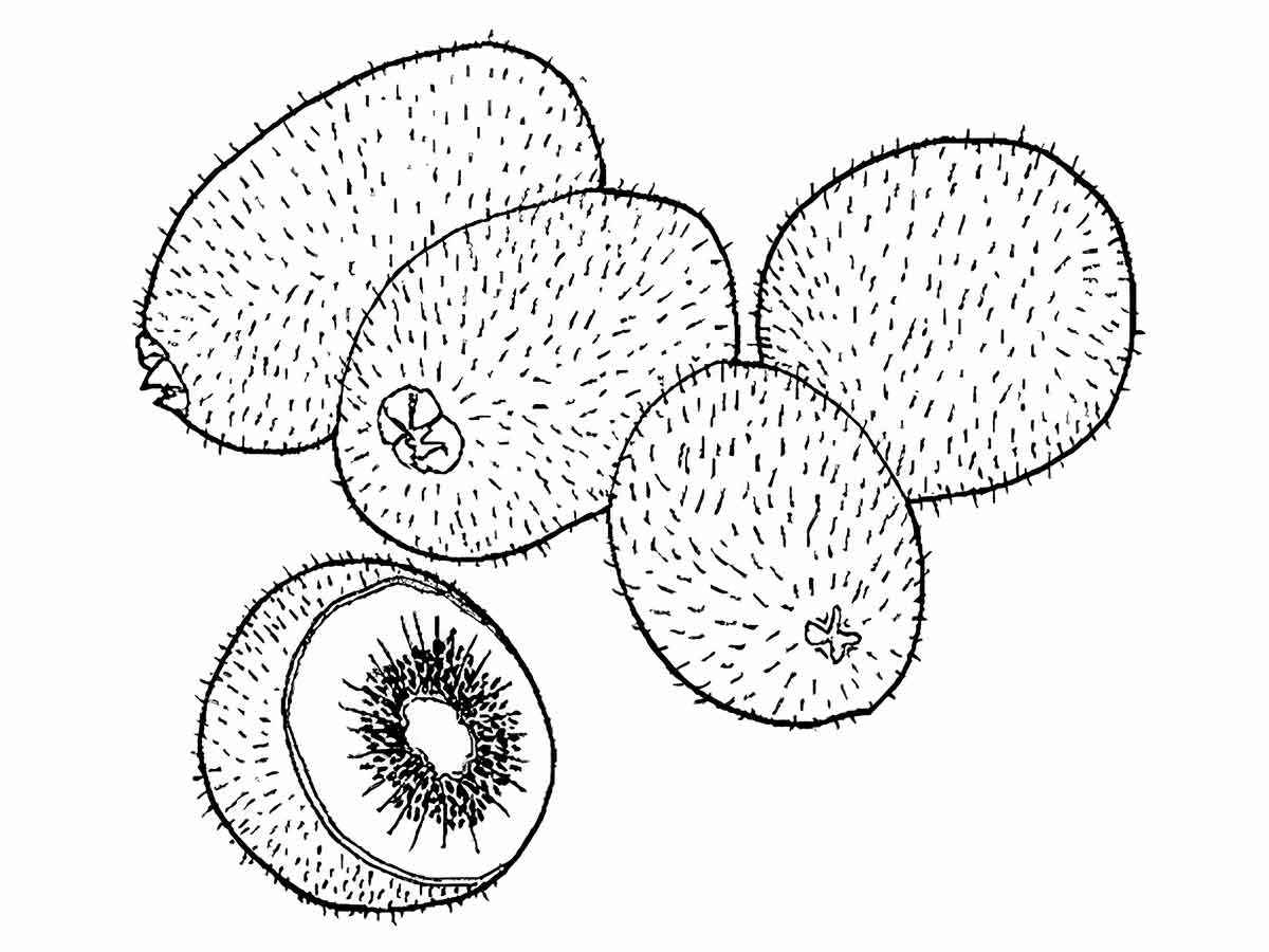 Fruits coloring page (76)