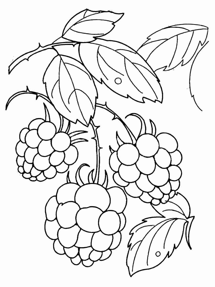 Fruits coloring page (96)