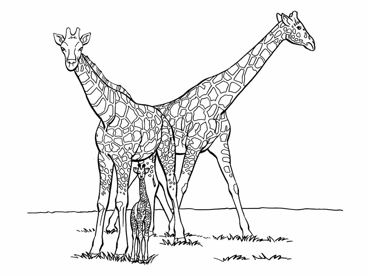 Giraffe coloring page (77)