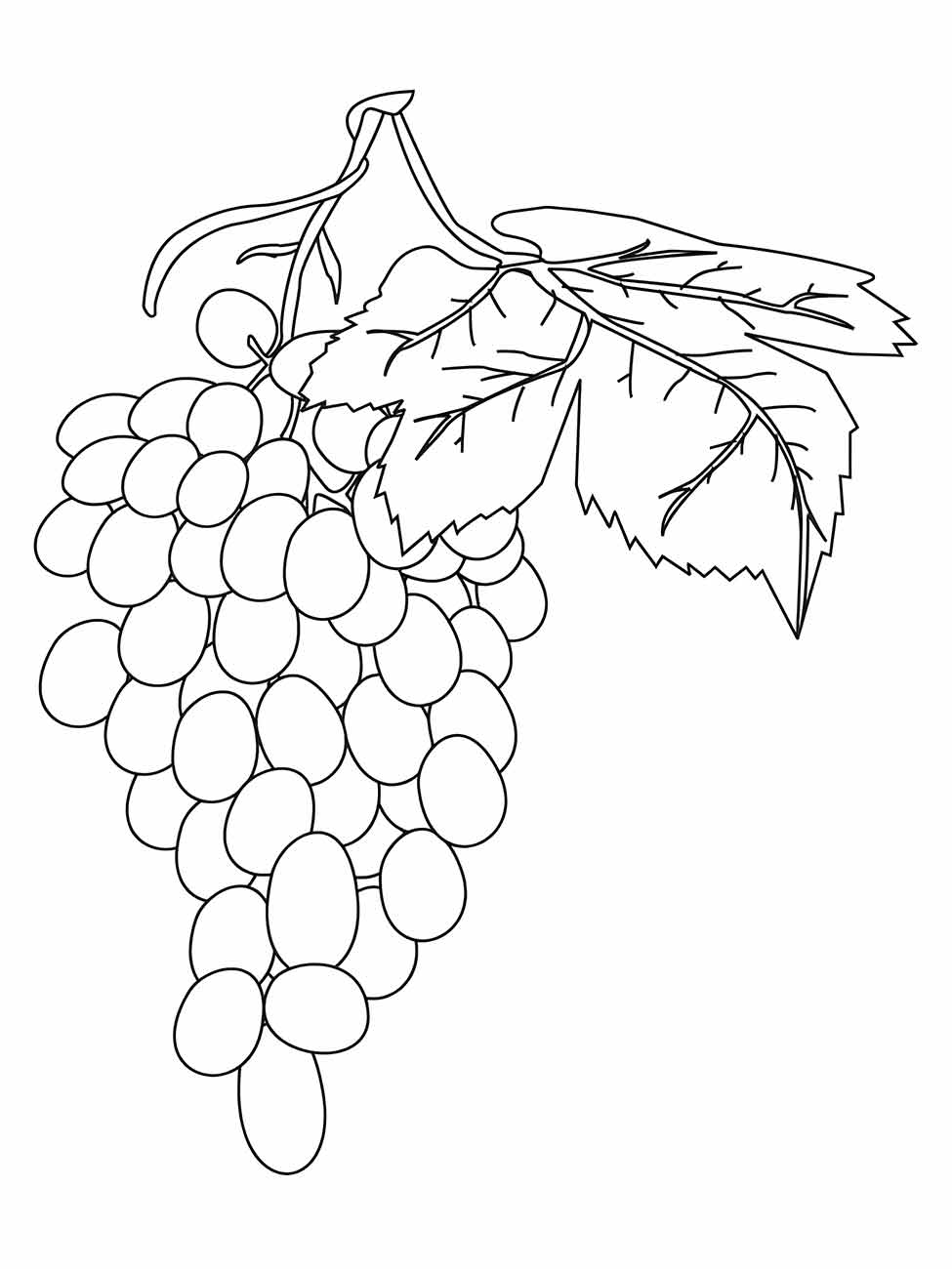 Grape coloring page (15)