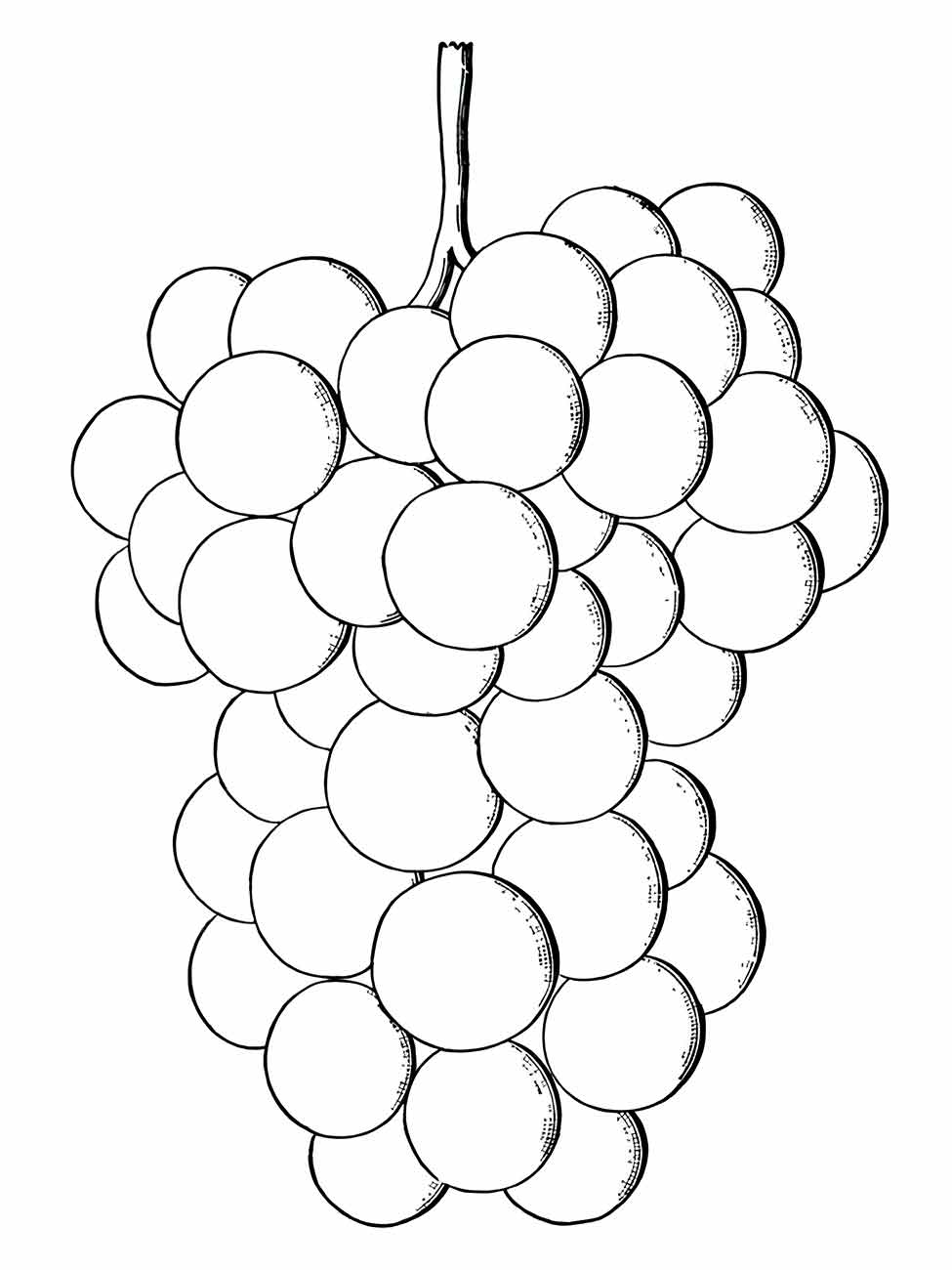 Grape coloring page (28)