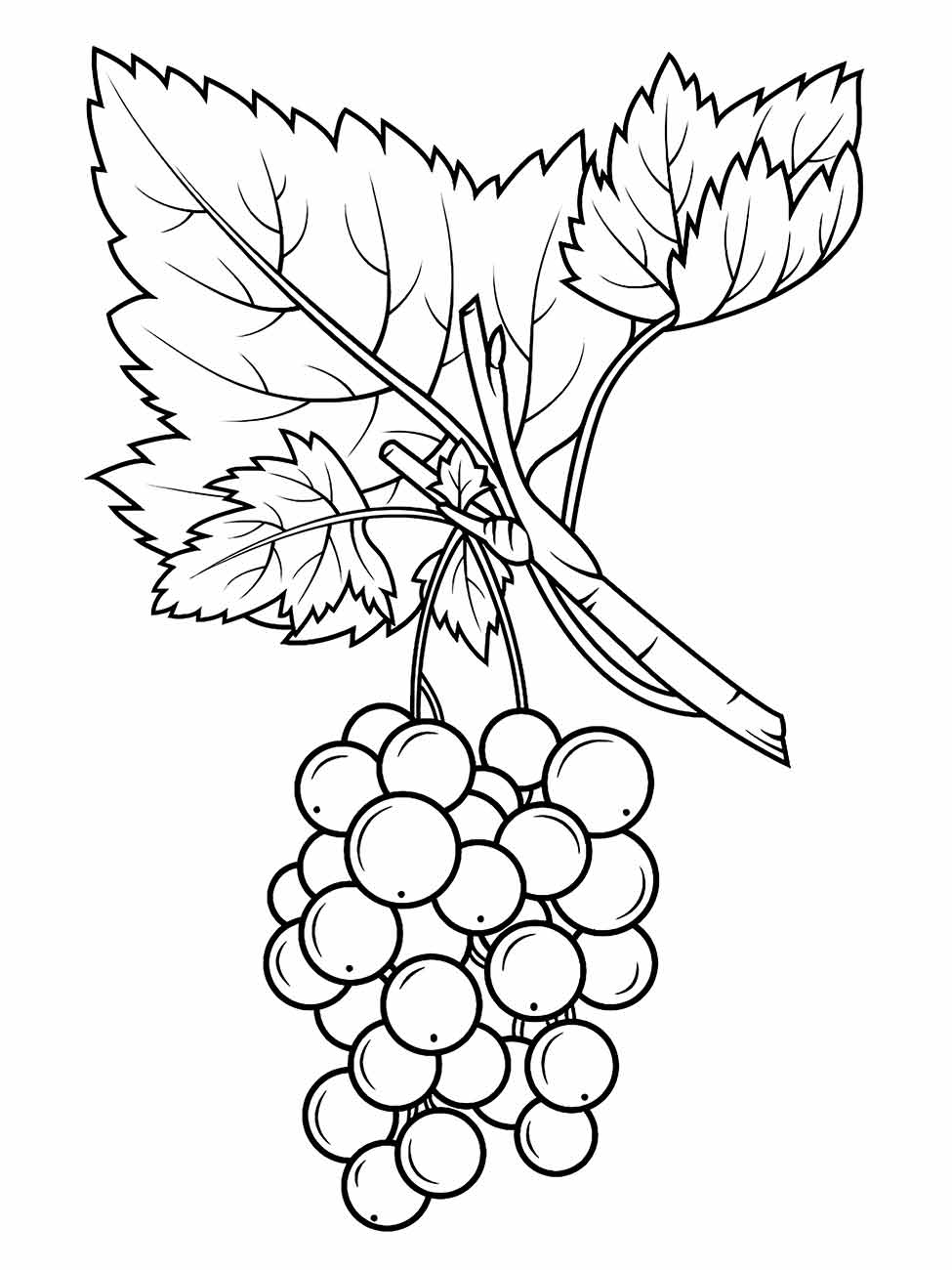 Grape coloring page (3)