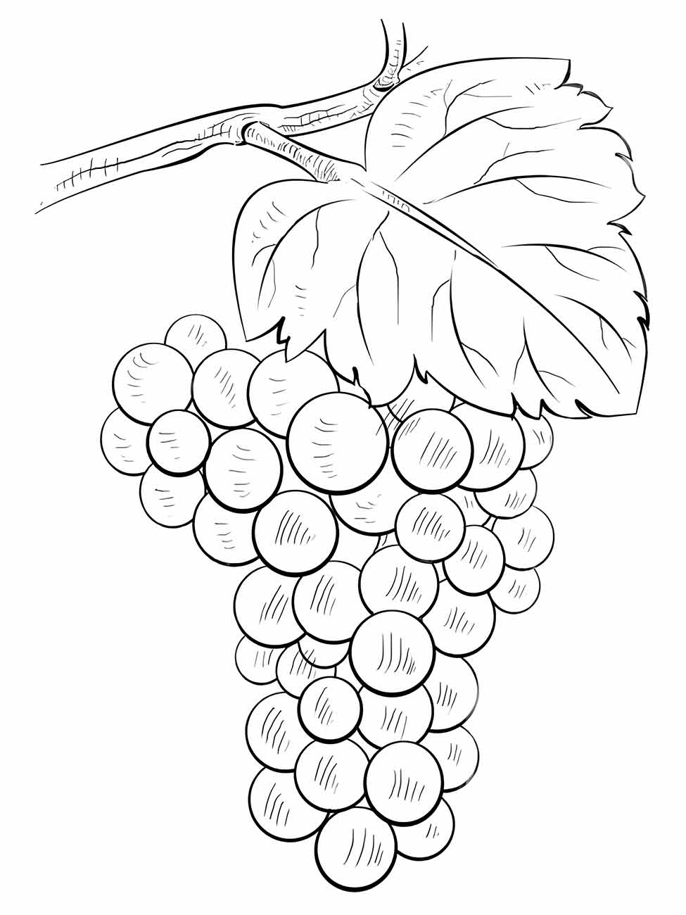 Grape coloring page (4)