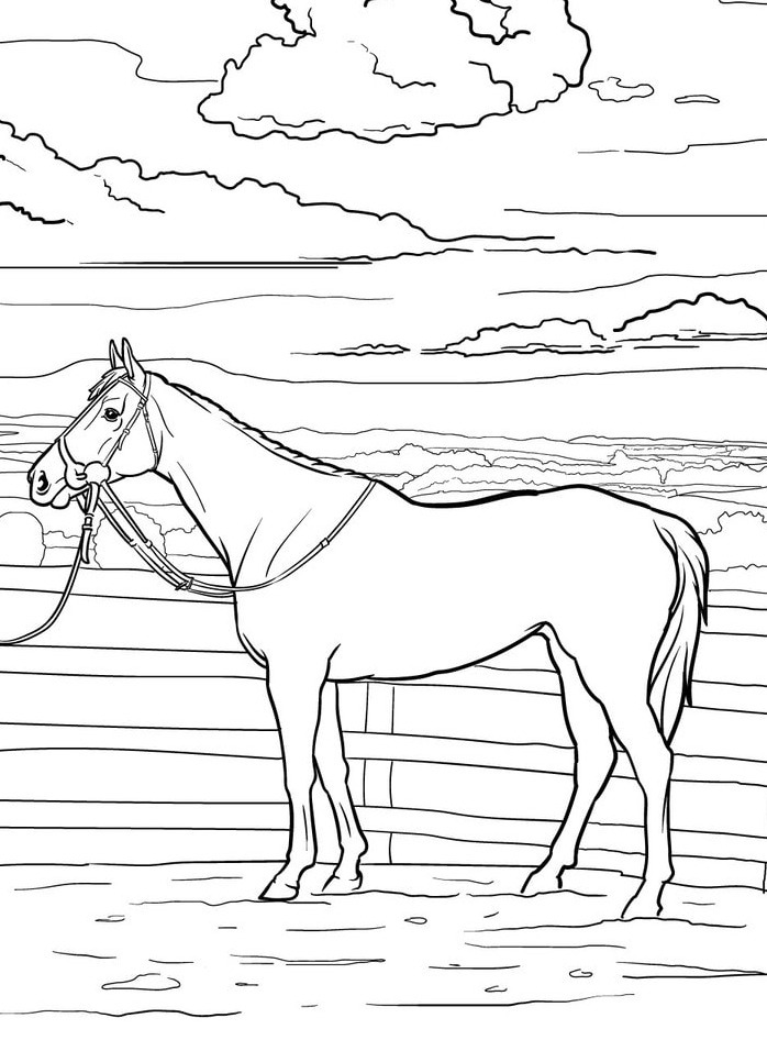 Horse coloring page (19)