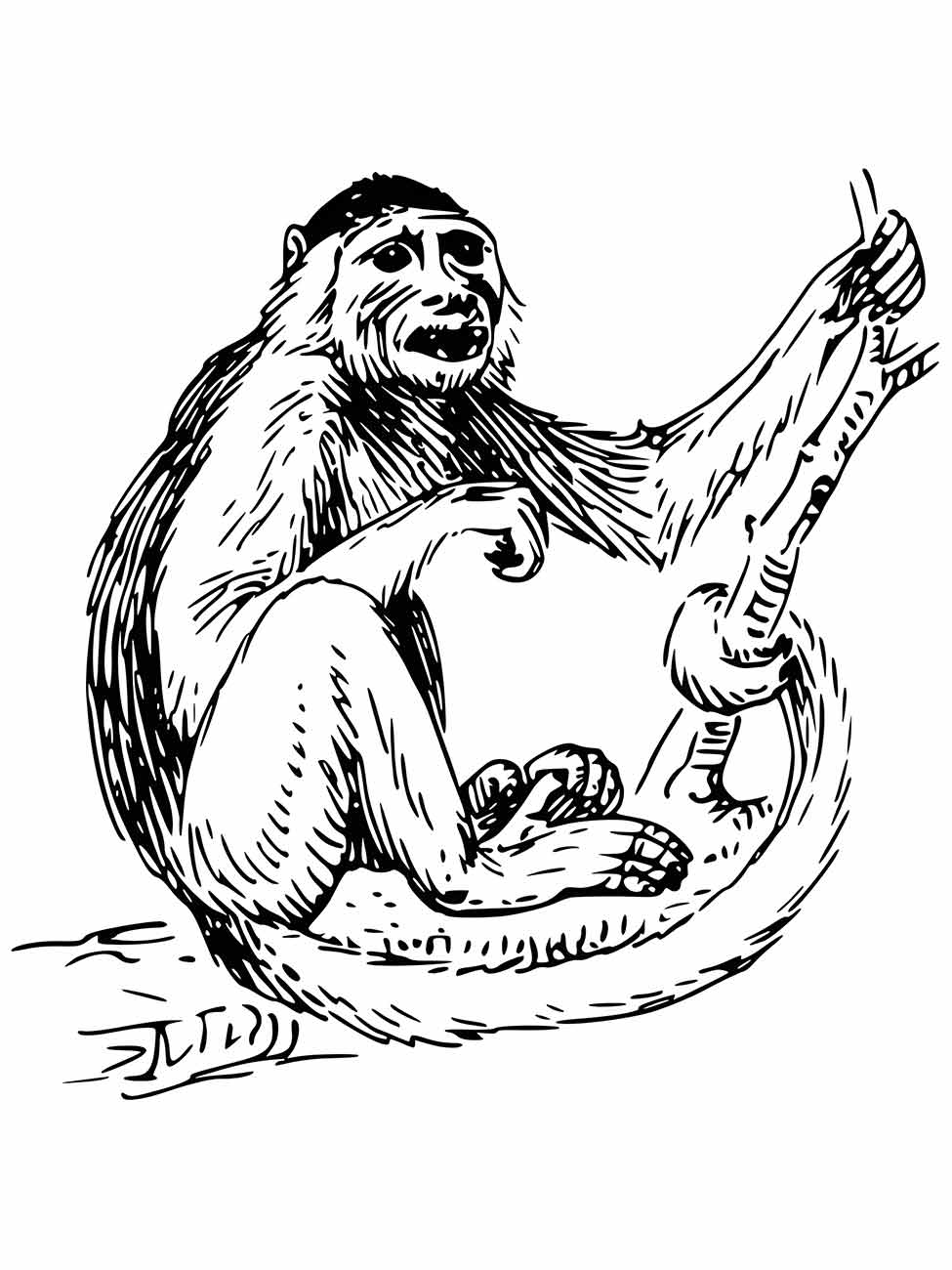 Monkeys coloring page (17)