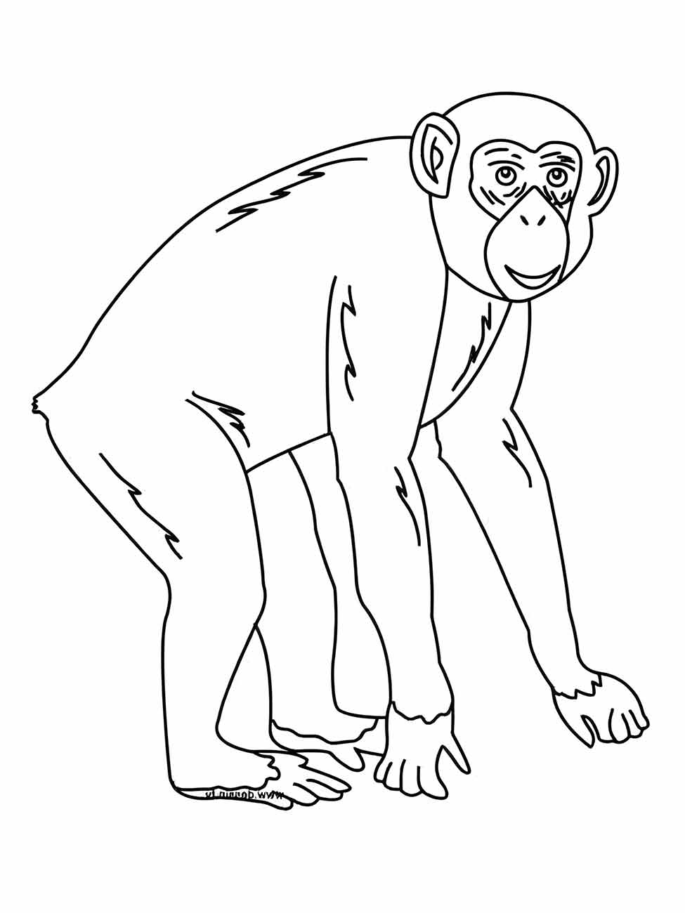 Monkeys coloring page (19)