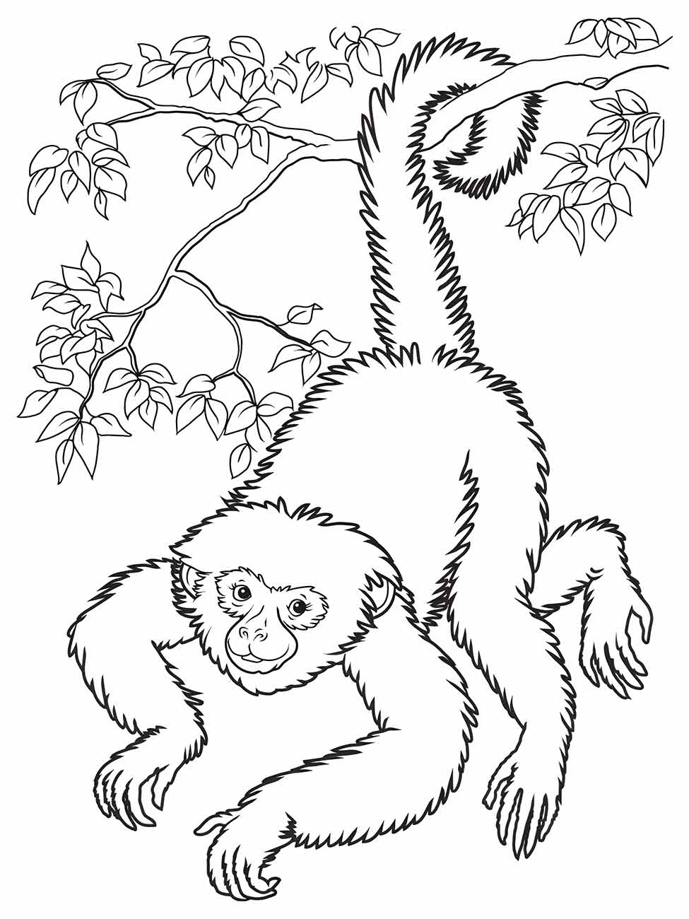 Monkeys coloring page (2)