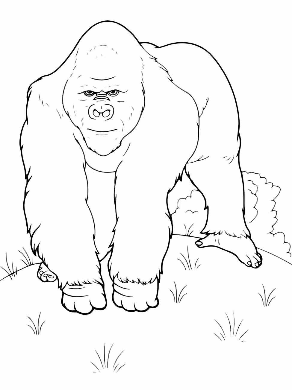 Monkeys coloring page (20)