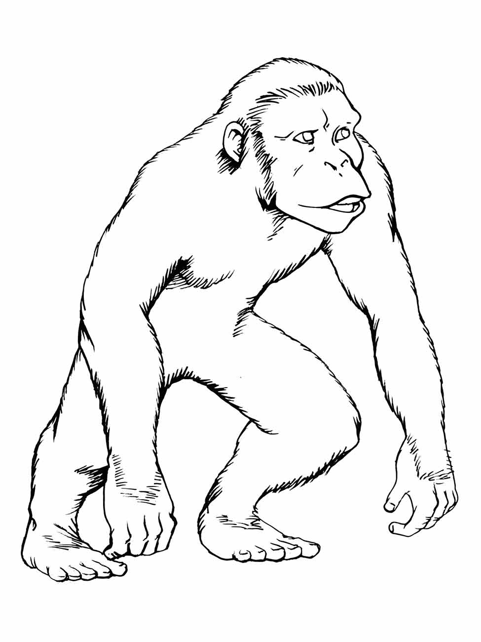 Monkeys coloring page (21)