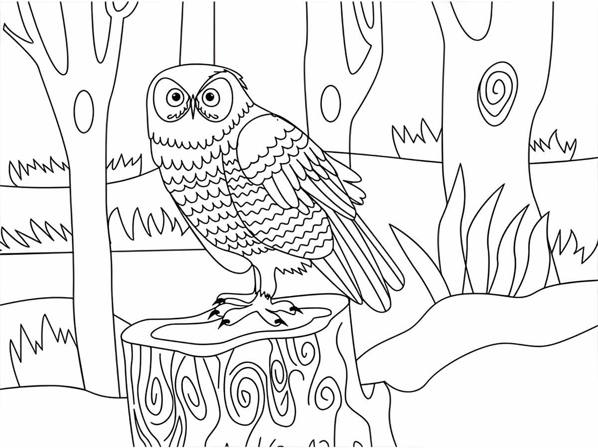 Owl coloring page (35)