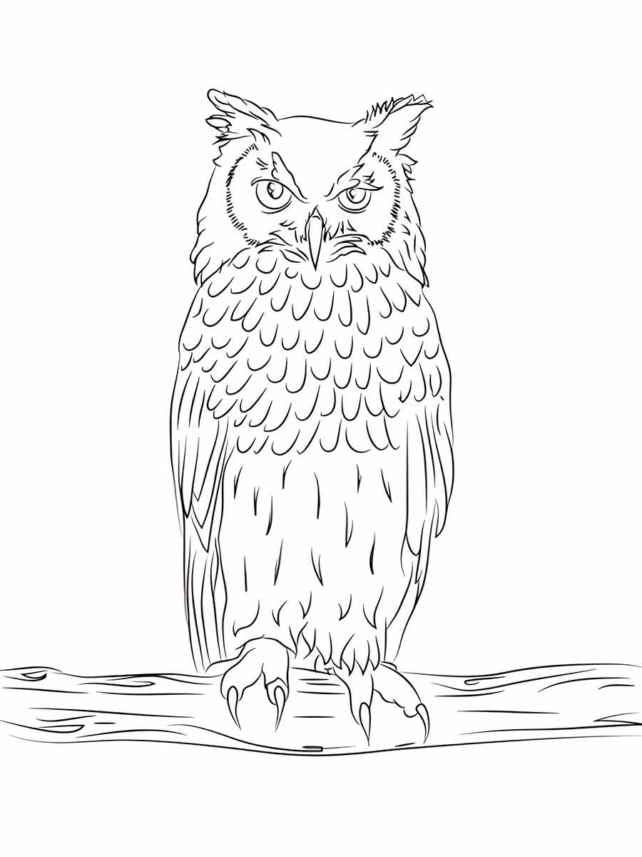 Owl coloring page (41)