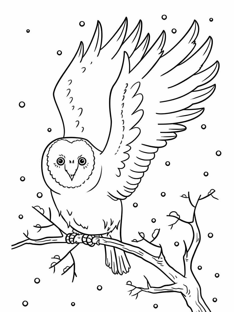 Owl coloring page (43)