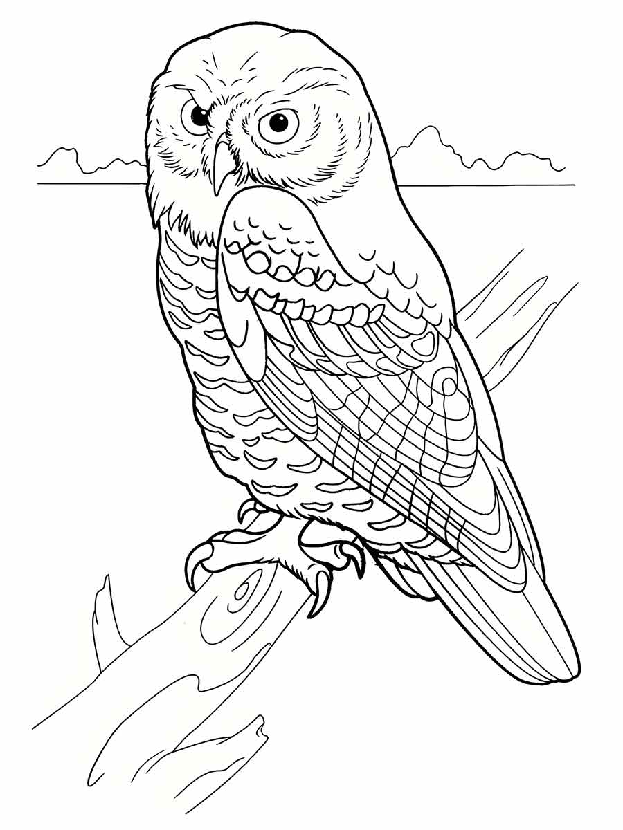 Owl coloring page (60)