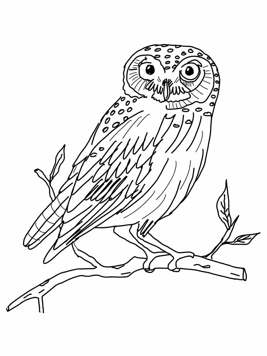 Owl coloring page (63)