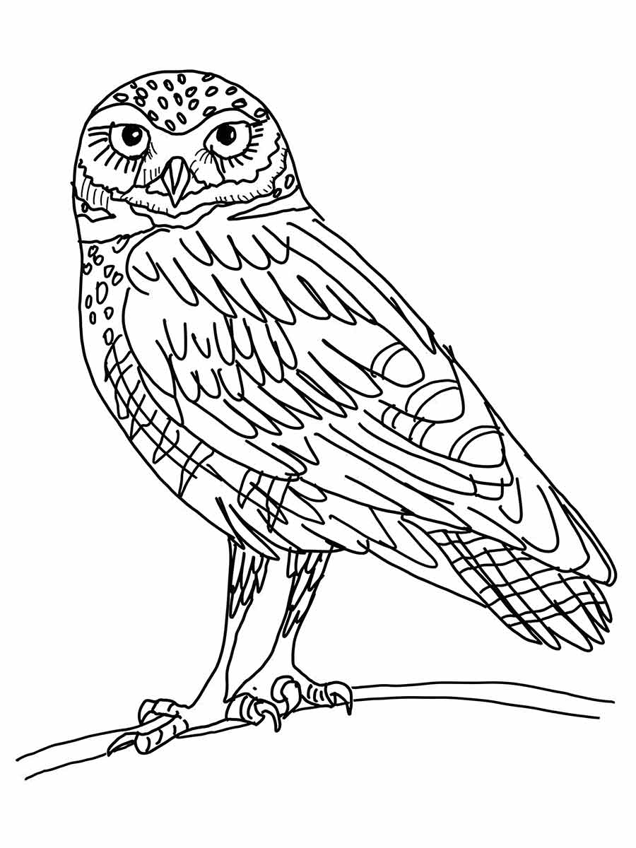 Owl coloring page (64)