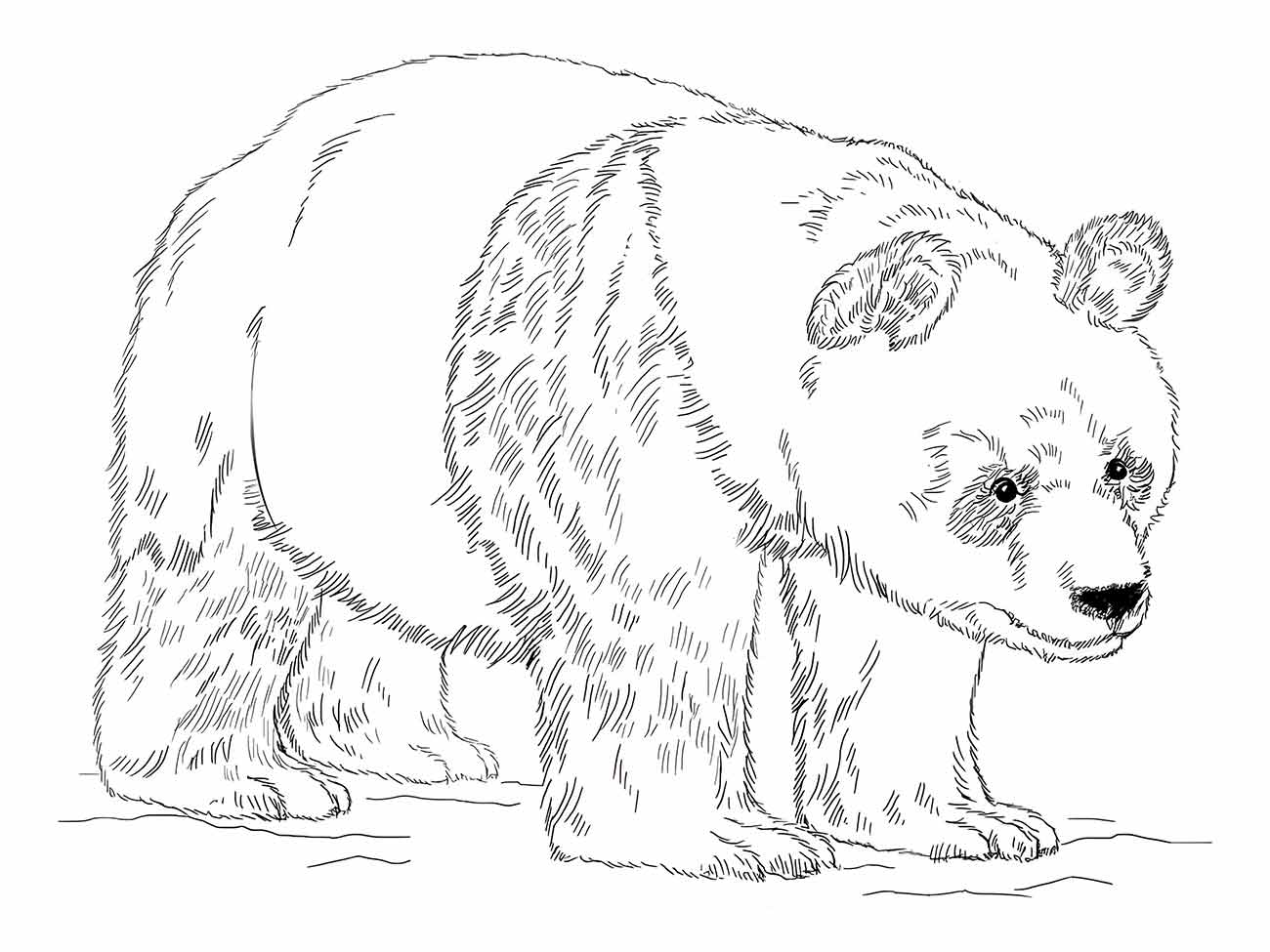 Panda coloring pages (10)