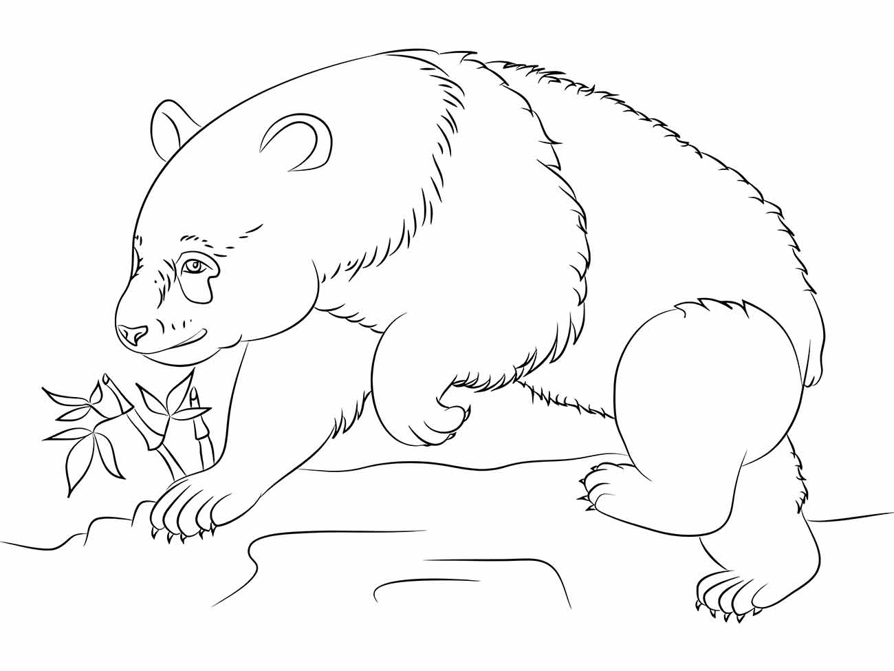 Panda coloring pages (13)