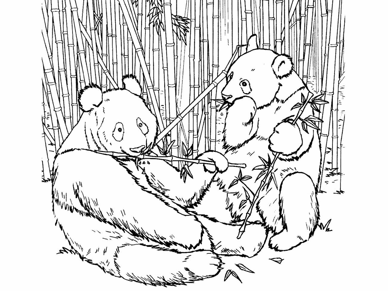 Panda coloring pages (17)