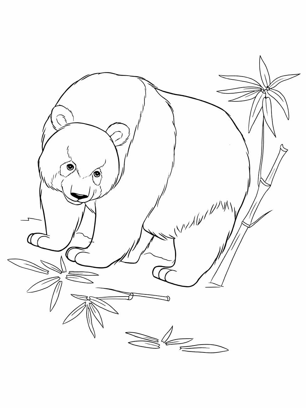 Panda coloring pages (6)