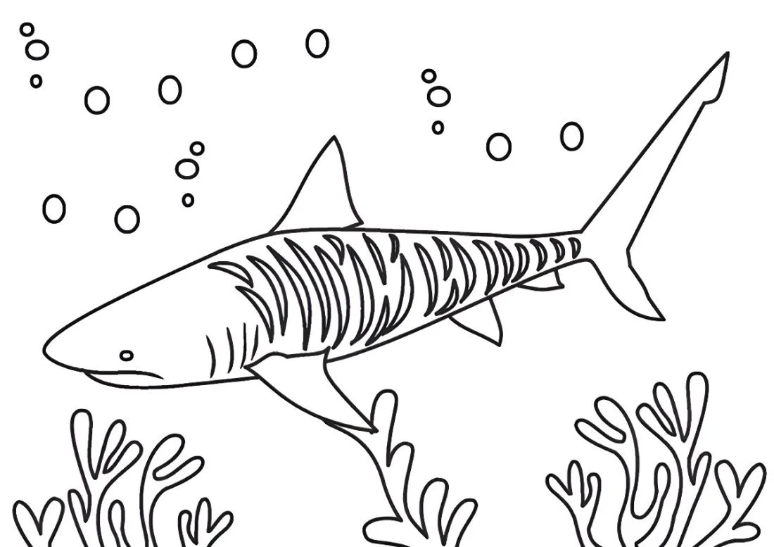 Shark coloring page (17)