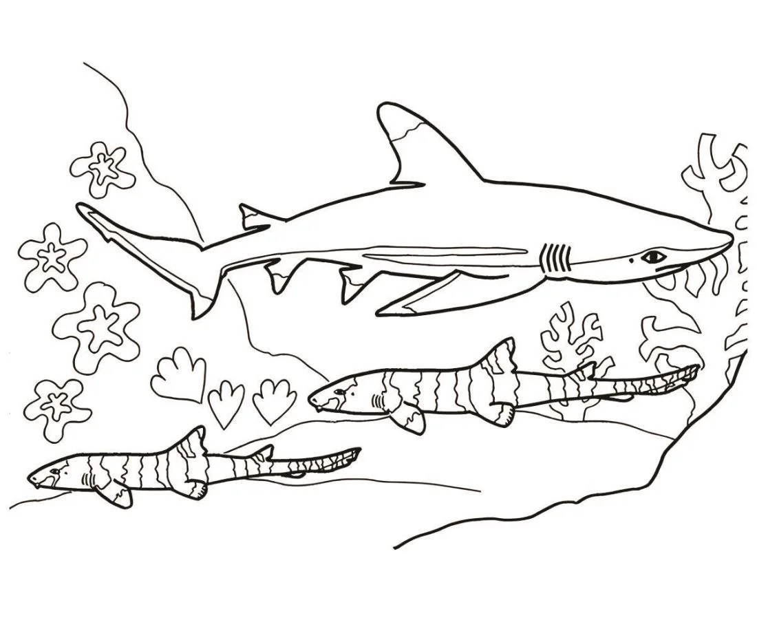 Shark coloring page (2)