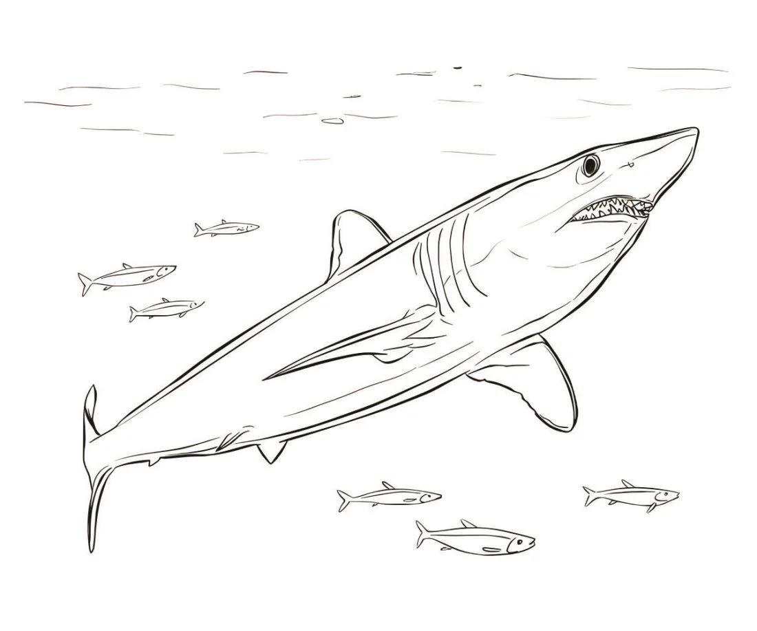 Shark coloring page (33)