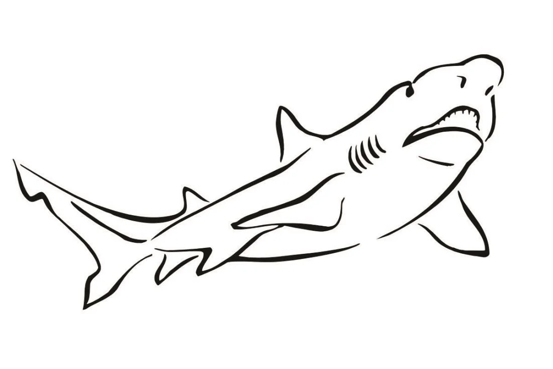 Shark coloring page (36)