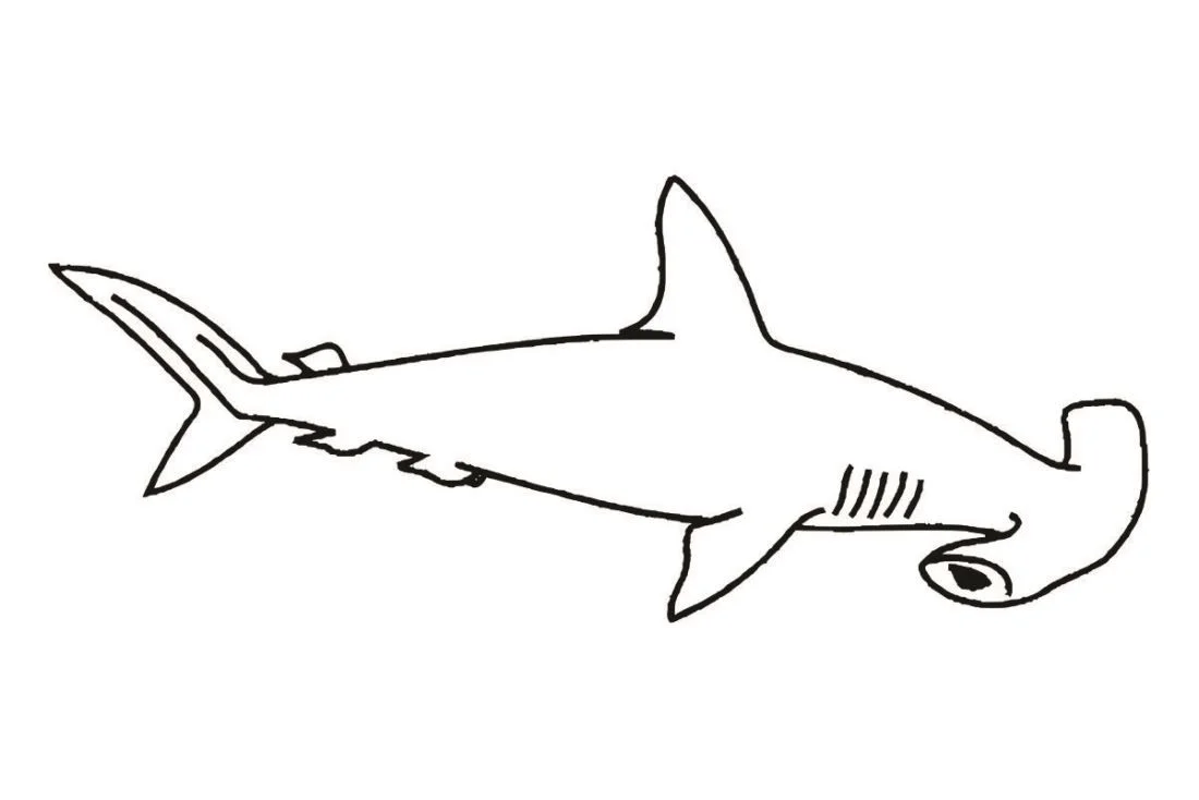 Shark coloring page (37)